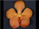 Buffalo Orange Orchidaceae