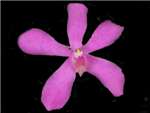 Calypso Orchidaceae