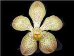 Mokara Giant Yellow Orchidaceae