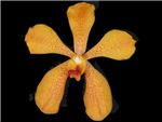 Mokara Gold Orchidaceae