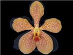 Mokara Orange OM Orchidaceae