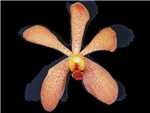 Mokara Orange Orchidaceae