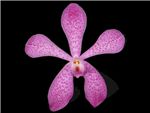 Mokara Pink Orchidaceae