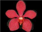 Mokara Red Orchidaceae