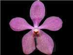 Noorah Blue Orchidaceae