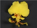 Oncidium GS Blossom Orchidaceae