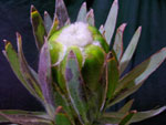 Green Mink Protea