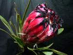 Pink Mink Protea