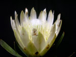 Sugar Bush Protea