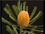 Orange Proteaceae