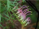 Carrington Falls Proteaceae