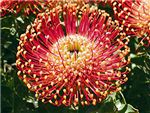 Flame Giant Proteaceae