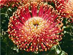 Flame Giant Proteaceae