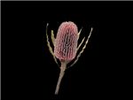 Banksia Mink Julep Proteaceae