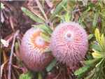 Baueri Proteaceae