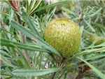 Laevigata Proteaceae