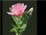 Mundii Proteaceae
