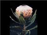 Rose Queen Proteaceae