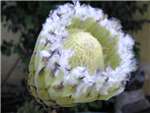 White Mink Proteaceae