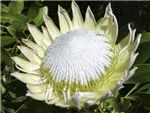 White Proteaceae