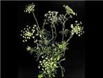 Majus HFC Apiaceae