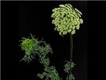 Visnaga HFC Apiaceae