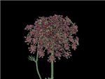 Wild HFC Apiaceae