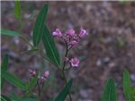 Venetum Apocynaceae