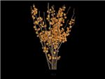 Ilex Gold Aquifoliaceae