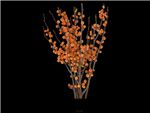 Holly Ilex Orange