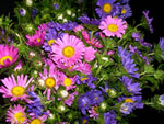 Matsumoto Assorted Asters