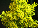 Aster Solidaster