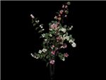Pink Caprifoliaceae