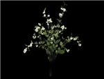 White Hedge Caprifoliaceae