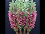 French Heather Manukau Red