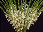 White Delight Ericaceae