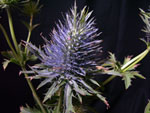 Eryngium Thistle