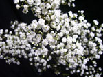 Million Star Gypsophilia