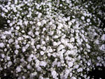 Perfecta Gypsophilia