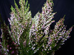 Codonotis White Heather