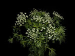 Queen Ann Lace Laceflower