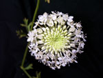 White Lace Laceflower