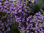 Maine Blue Limonium