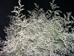 Misty White Limonium