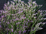 Safora Dark Blue Limonium