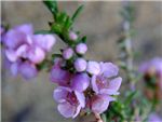 Burrawang Myrtaceae