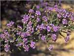 Strongylophylla Myrtaceae