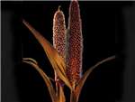 Black Millet Poaceae