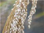 Proso Millet Poaceae