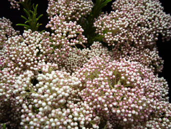 Tracelium Flowers on Pink Rice Flower Details